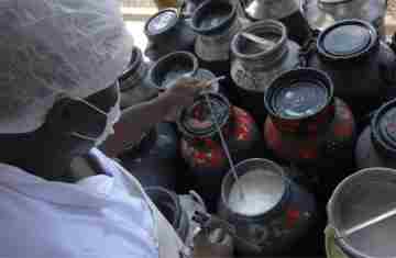  CMN libera linha de capital de giro a cooperativas de leite no Pronaf 